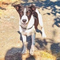 Ivi eine liebe Hündin, Hündin zur Adoption