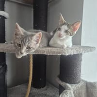 Pure Energie  Yuki und Lilly in Lorch, Katze zur Adoption
