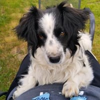 ARMiN  mit dem kuschligen Fell, Hund zur Adoption