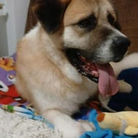 Simon sucht sein Zuhause, Hund zur Adoption