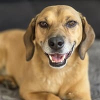 Kido, Hund zur Adoption
