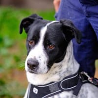 Cookie sucht einen Platz als Einzelprinz, Hund zur Adoption