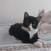 Milo Freundlicher Kater sucht Familie zum Kuscheln, Kater zur Adoption