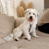 Benny - zuckersüßer Wuschel sucht seine eigene Familie, Hund zur Adoption
