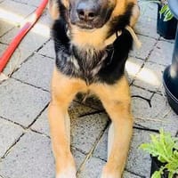 ELIZE sucht erfahrene Pflegestelle oder Endstelle, Hündin zur Adoption
