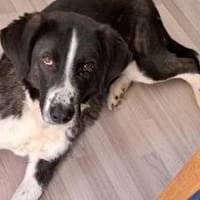 Der liebe Tobbi hat einen Wunsch, Hund zur Adoption