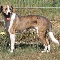 Nandi hat ein freundliches nettes Wesen, Hündin zur Adoption