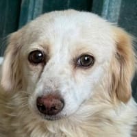 MILLY-zuckersüße, liebe, nette Mischlings-Hündin, Hündin zur Adoption