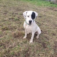 Nala sucht ein neues Zuhause, Hündin zur Adoption