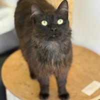 Ruhige Katze Pluma, Katze zur Adoption