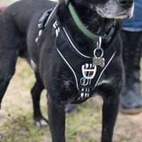 TEO sucht sein Für-immer-Zuhause, Hund zur Adoption