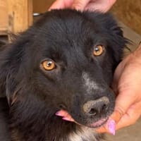 PENNY-hübsche, fröhliche Mischling-Hündin, Hündin zur Adoption