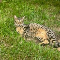 Junge temperamentvolle Katzen Lady mit besonderer Zeichnung, Katze zur Adoption