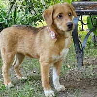 Zola auf Pflegestelle in 42781 Haan, Hündin zur Adoption
