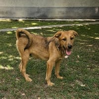 Max, ausgeglichener Welpe sucht Familie, Hund zur Adoption