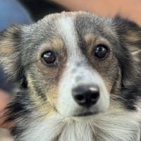 FRANZI-wunderschöne, bezaubernde Mischlings-Hündin, Hündin zur Adoption