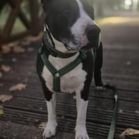Pauli sucht ein neues Zuhause, Hund zur Adoption
