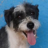 OREO-verschmuster,zuckersüßer Bichon-Mix-Rüde, Hund zur Adoption
