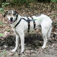 Elric ist ein wunderbarer, offener Hund!, Hund zur Adoption