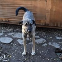 Minka, offene Hündin sucht neue Familie, Hündin zur Adoption