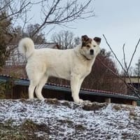 Lucy  sportliche Charakterhündin sucht, Hund zur Adoption