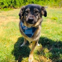 Bernhardt der immer gut gelaunte Rüde, Hund zur Adoption