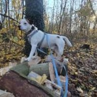 Grisu sucht ein neues Zuhause, Hund zur Adoption
