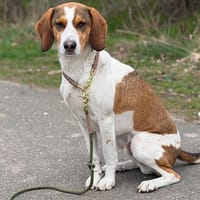 Paul sucht seine Menschen, Hund zur Adoption