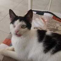 Schmusemaus Belinda, Katze zur Adoption