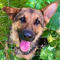 Peppermint wartet in Dortmund, Hündin zur Adoption