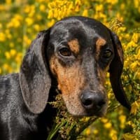 Bettina - wartet in 42859 Remscheid, Hündin zur Adoption