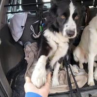 ARKANI - freundlich, sanft und verträglich, Hund zur Adoption