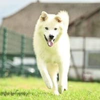 Snow wartet im Tierheim Lüdinghausen, Hund zur Adoption