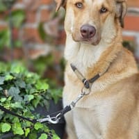 Wudy  der sanfte Beobachter, Hund zur Adoption