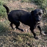 Ranya, kleine Pinscher Mix Hündin, Hündin zur Adoption