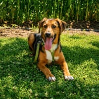 Arin  sucht für immer zu Hause..., Hund zur Adoption