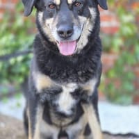 Anjou, Hund zur Adoption