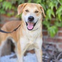 Toffee  treuer Herzenshund 🐾, Hund zur Adoption
