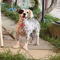 Sandy sucht Ihre Menschen! in 67574 Osthofen auf Pflegestell, Hündin zur Adoption