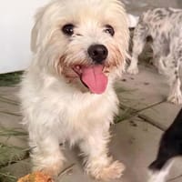 Perla sucht eine liebe Familie! in Berlin auf Pflegestelle, Hündin zur Adoption