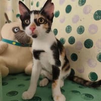 Lilo aus dem Tierschutz, Katze zur Adoption