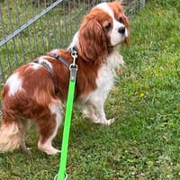 Ribizli, hübsche Cavalier King Charles Hündin geb. 01/2019, Hündin zur Adoption