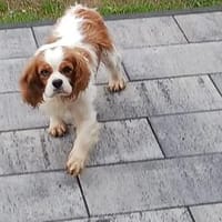 Alaska, süße Cavalier King Charles Hündin geb. 02/2018, Hündin zur Adoption