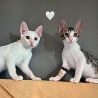 Charlie und Linus aus dem Tierschutz, Kater zur Adoption