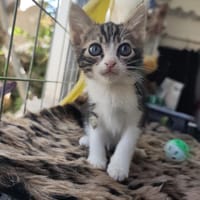 Ariana aus dem Tierschutz, Katze zur Adoption