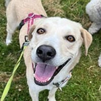 Olio - wartet in 45549 Sprockhövel, Hund zur Adoption