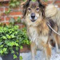 Freya, Hündin zur Adoption