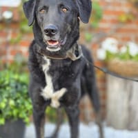 Ono  Ein ruhiger Gentleman, Hund zur Adoption