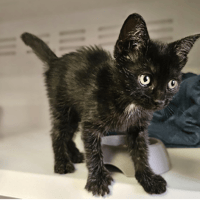 Jaclyn, chatte à adopter