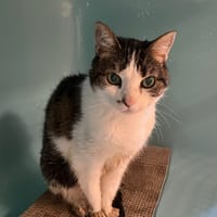 MINA, chatte à adopter